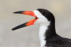 Black Skimmer