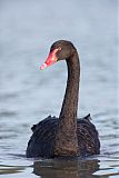 Black Swanborder=