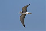 Black Tern