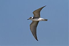 Black Tern