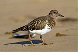 Black Turnstone