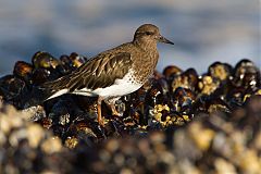 Black Turnstone