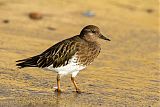 Black Turnstone