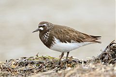 Black Turnstone