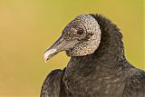 Black Vulture