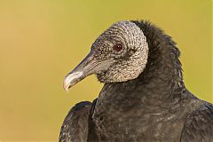 Black Vulture