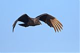 Black Vulture