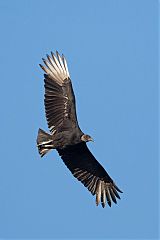 Black Vulture