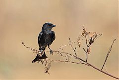Black Drongo