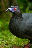 Black Guan