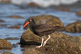 Black Oystercatcher