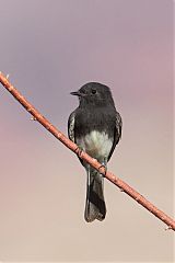 Black Phoebe