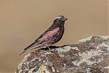 Black Rosy-Finchborder=