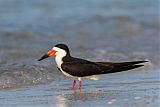 Black Skimmer