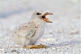 Black Skimmer