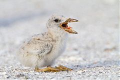 Black Skimmer