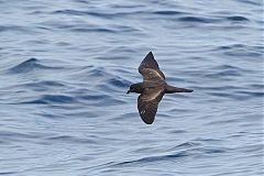 Black Storm-Petrel