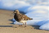 Black Turnstone