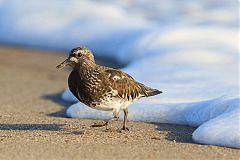 Black Turnstone