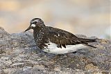 Black Turnstone