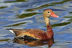 Black-bellied Whistling-Duck