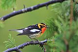 Blackburnian Warbler