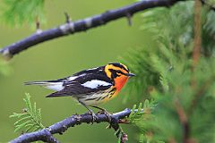 Blackburnian Warbler