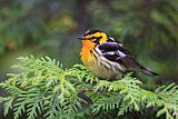 Blackburnian Warbler