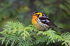 Blackburnian Warbler