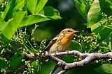 Blackburnian Warbler