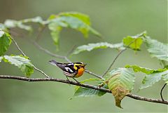Blackburnian Warbler