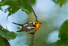 Blackburnian Warbler