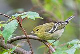 Blackpoll Warblerborder=