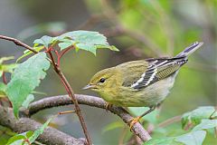 Blackpoll Warbler