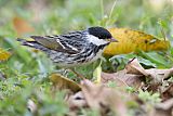 Blackpoll Warbler