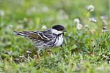 Blackpoll Warbler