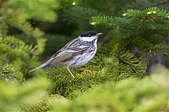 Blackpoll Warbler