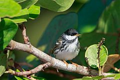 Blackpoll Warbler