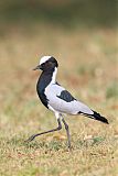 Blacksmith Lapwing