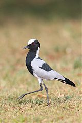 Blacksmith Lapwing