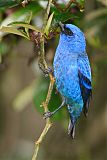 Blue-and-black Tanager