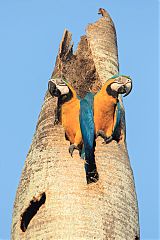 Blue-and-yellow Macaw