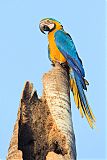 Blue-and-yellow Macaw