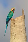 Blue-and-yellow Macaw