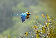 Blue-and-yellow Macaw