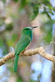 Blue-bearded Bee-eater