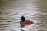 Blue-billed Duck