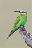 Blue-cheeked Bee-eater