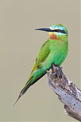 Blue-cheeked Bee-eater