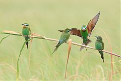 Blue-cheeked Bee-eater